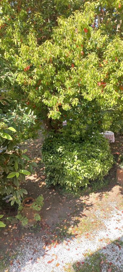 Antica Fattoria La Verdina Camaiore Zewnętrze zdjęcie